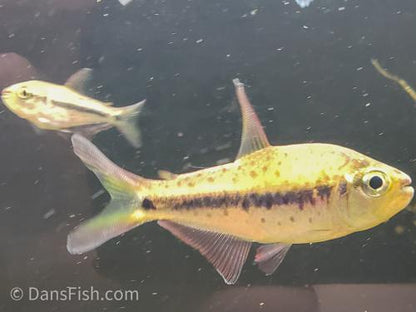 Giant Spotted Emperor Tetra