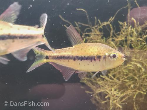 Giant Spotted Emperor Tetra