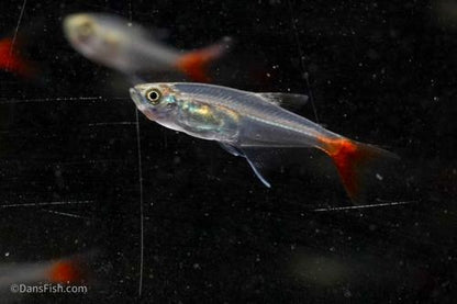 Glass Bloodfin Tetra