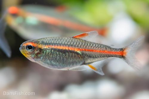 Glowlight Tetra