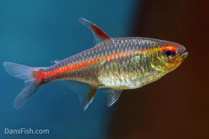 Glowlight Tetra