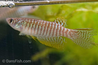 Gnatholebias zonatus "Rio Meta" -Male