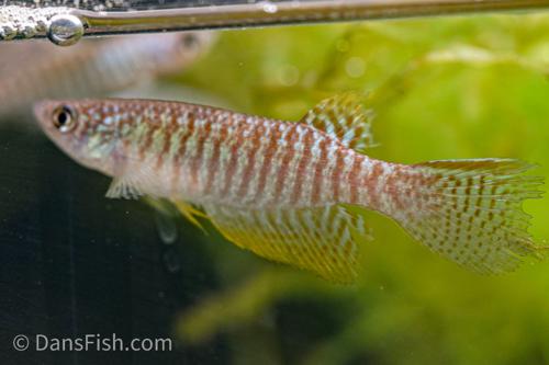 Gnatholebias zonatus "Rio Meta" -Male