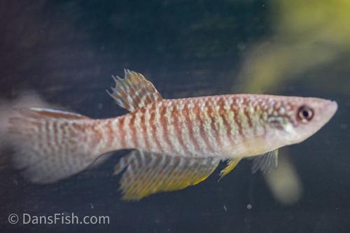 Gnatholebias zonatus "Rio Meta" -Male