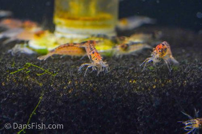 Gold Amano Shrimp, (4 pack)