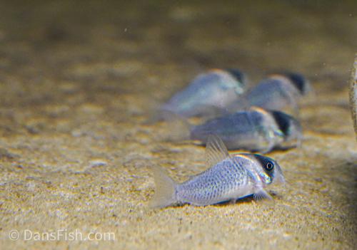 Gold Bow Cory CW102