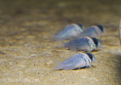 Gold Bow Cory CW102