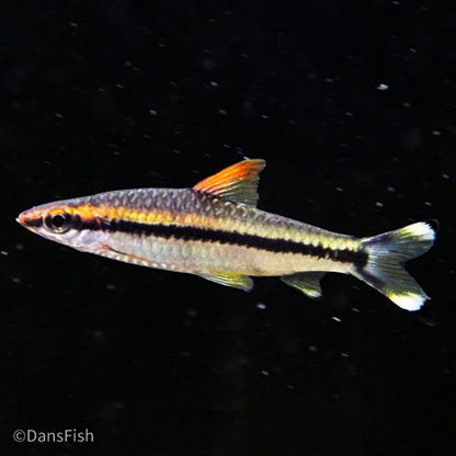 Gold Roseline Barb