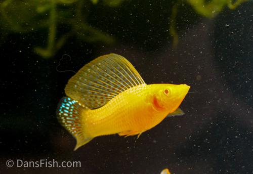 Gold Sailfin Molly, Male