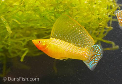 Gold Sailfin Molly, Male