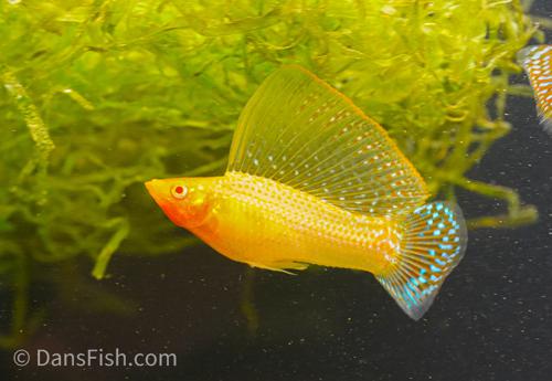 Gold Sailfin Molly, Male