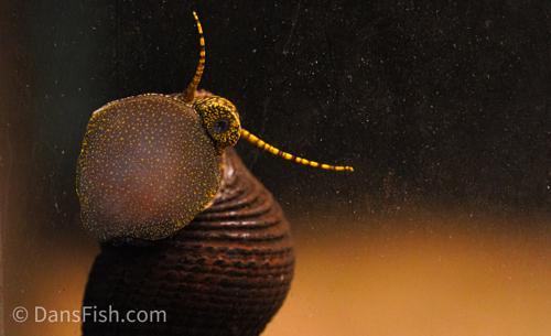 Gold Spotted Rabbit Snail, (3 pack)