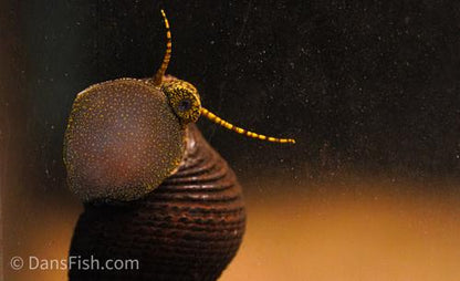 Gold Spotted Rabbit Snail, (3 pack)