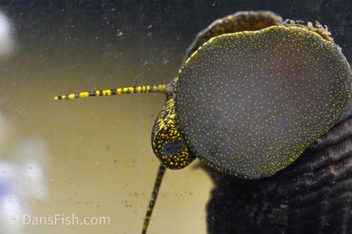 Gold Spotted Rabbit Snail, (3 pack)