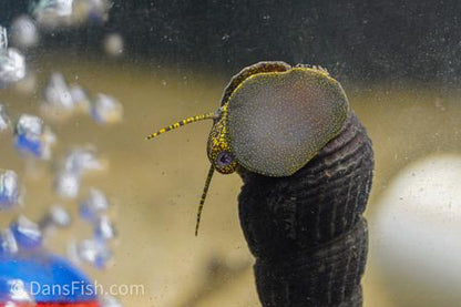 Gold Spotted Rabbit Snail, (3 pack)