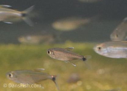 Gold Tetra
