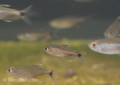 Gold Tetra
