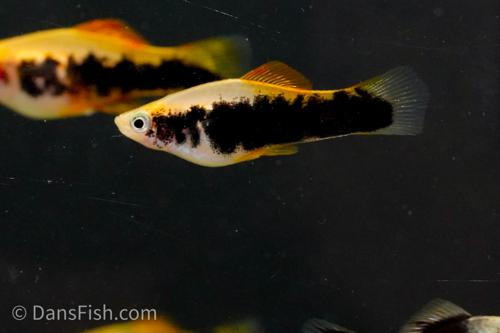 Gold Tuxedo Swordtail, Trio (1M2F)