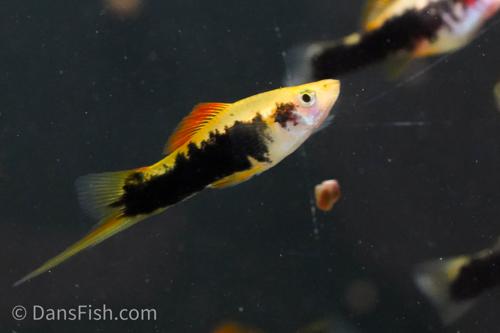 Gold Tuxedo Swordtail, Trio (1M2F)
