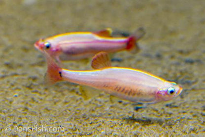 Gold White Cloud Mountain Minnow