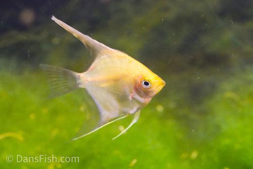 Golden Angelfish
