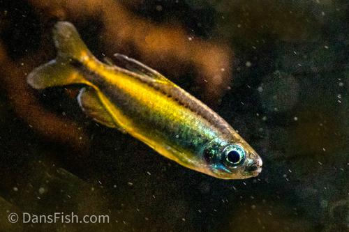 Golden Congo Tetra 'Lefini River'
