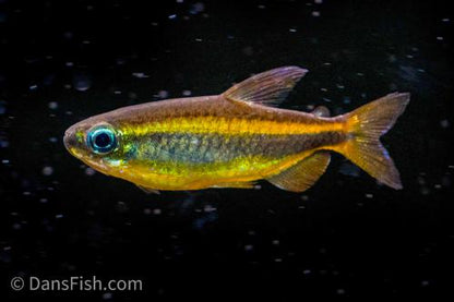 Golden Congo Tetra 'Lefini River'