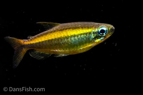 Golden Congo Tetra 'Lefini River'