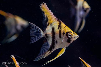 Golden Dalmation Angelfish