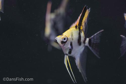 Golden Dalmation Angelfish