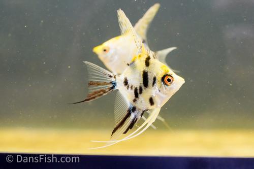 Gold Marble Angelfish