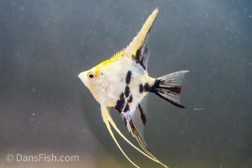 Gold Marble Angelfish