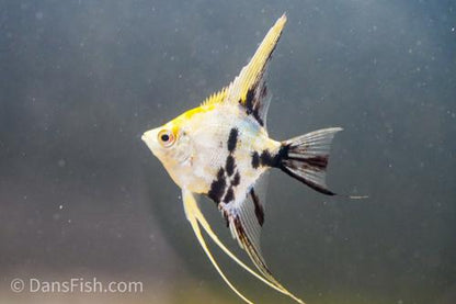Gold Marble Angelfish