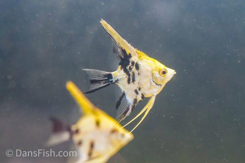 Gold Marble Angelfish