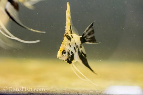 Gold Marble Angelfish