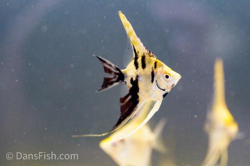 Gold Marble Angelfish