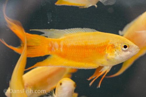 Golden Paradise Gourami