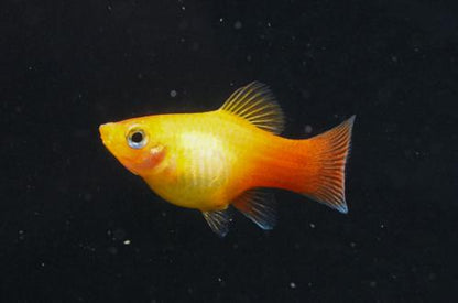 Golden Platy