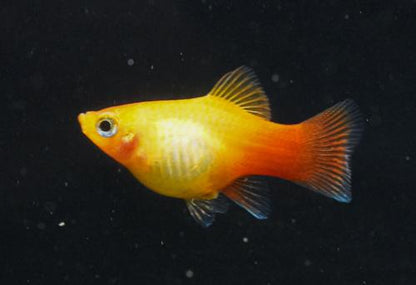 Golden Platy