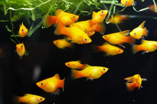 Golden Platy