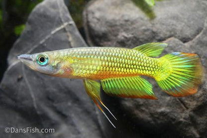 Golden Wonder Killifish