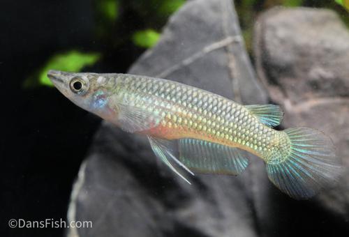 Golden Wonder Killifish