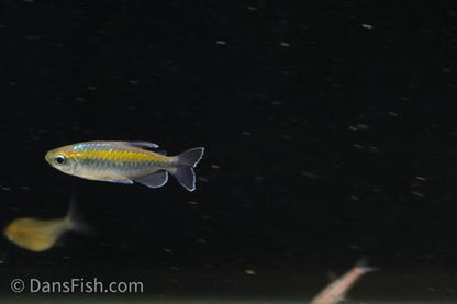 Green Congo Tetra Type 2 'Kingabwa Pecheur'