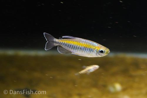 Green Congo Tetra Type 2 'Kingabwa Pecheur'