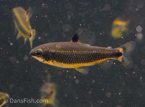 Green Dwarf Distichodus 'Lefini River'