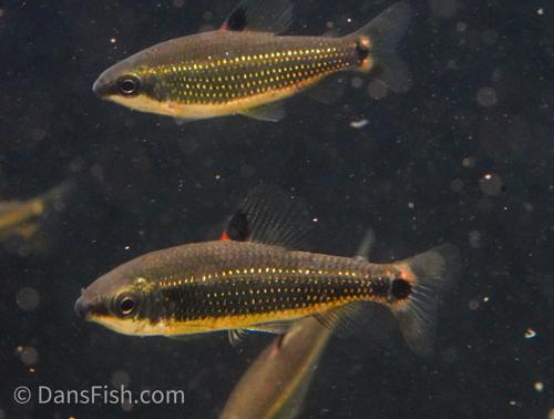 Green Dwarf Distichodus 'Lefini River'