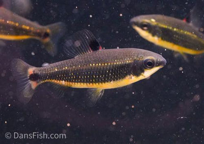 Green Dwarf Distichodus 'Lefini River'