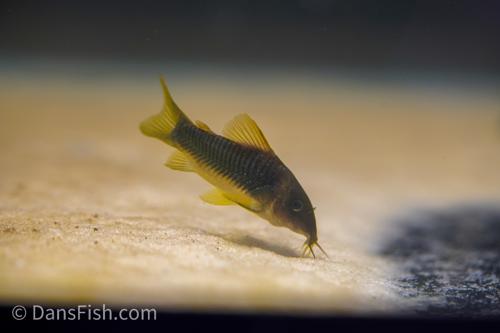 Green Gold Cory
