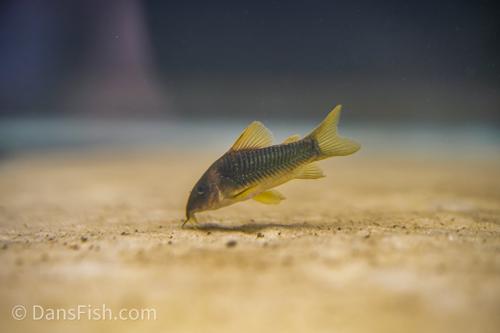 Green Gold Cory