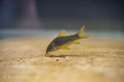 Green Gold Cory